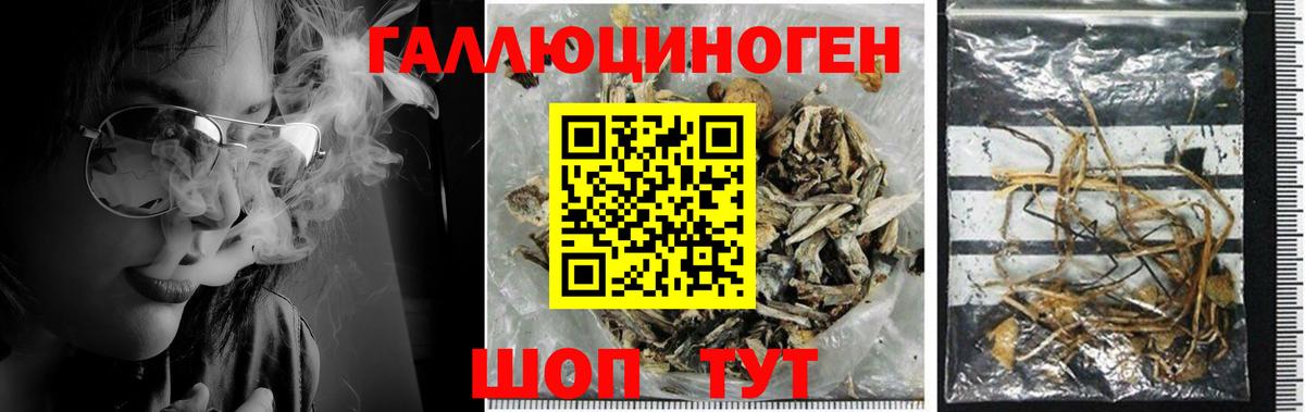 Галлюциногенные грибы GOLDEN TEACHER Холмск